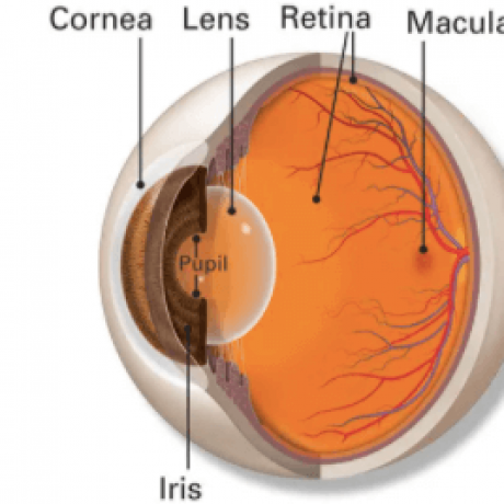 Retinal Ophthalmology